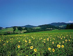 Ein Top-Reiseziel für einen Aktivurlaub: Der Bayerische Wald